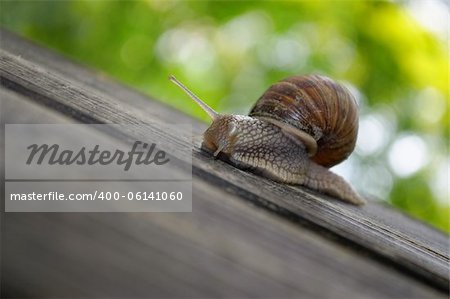 A lonely snail crawling on wooden plank