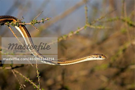 Forked-marked sand snake (Psammophis leightoni), Kalahari desert, South Africa