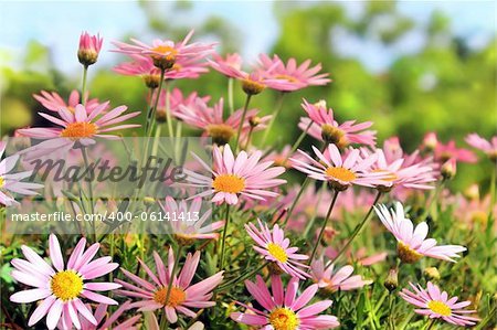 Field of pink camomiles as a floral background