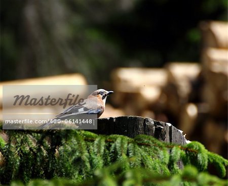 garrulus glandarius - Eurasian jay searching for food