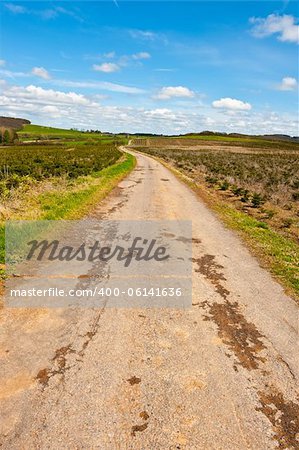 Asphalt Road between Green Fields in Belgium, Spring