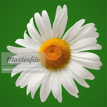 Chamomile isolated on white background. Close-up view