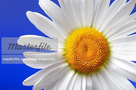 Chamomile on blue background. Close-up view