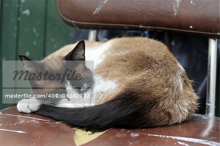 beautiful purebred siamese cat lying down on a old chair