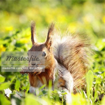 red squirrel in grass eating pinecone at summer day