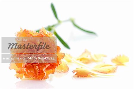 Orange carnation and petal on white background