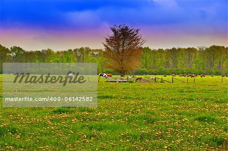 Cows and Horses Grazing in the Floodplain , Netherlands, Sunrise