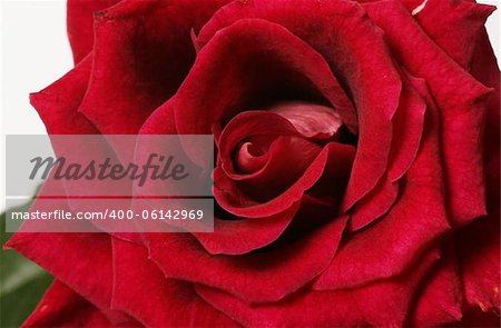 Detail of red rose, high resolution macro