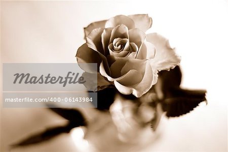 Rose in sepia tone