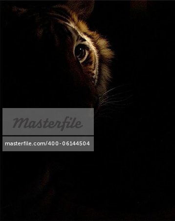 tiger in the shadows lit by shaft of light