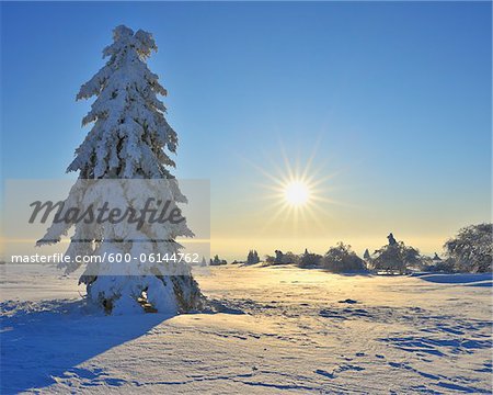 Couverte de neige, arbre conifère matin avec le soleil, Heidelstein, montagnes Rhon, Bavière, Allemagne