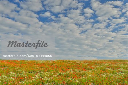 Champ de coquelicots, Karlstadt, Basse Franconie, Bavière, Allemagne