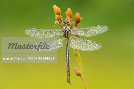 Western Clubtail, Burgsinn, Franconia, Bavaria, Germany