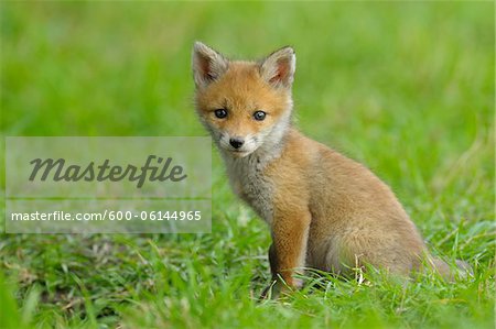 Red Fox Kit, Hesse, Germany