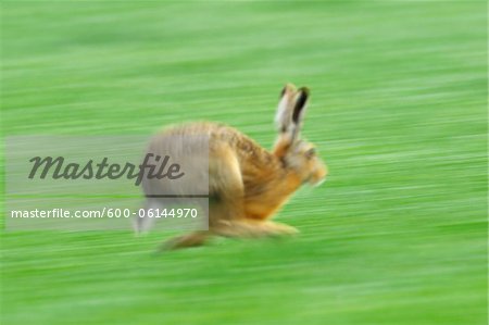 Européen brun lièvre courir, Hesse, Allemagne