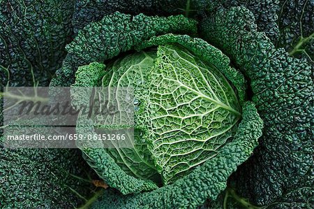 Savoy cabbage in a vegetable patch, seen from above (close-up)