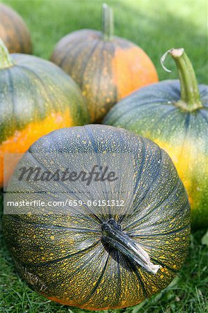 Pumpkins in a field