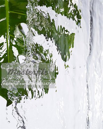 A green leaf under running water