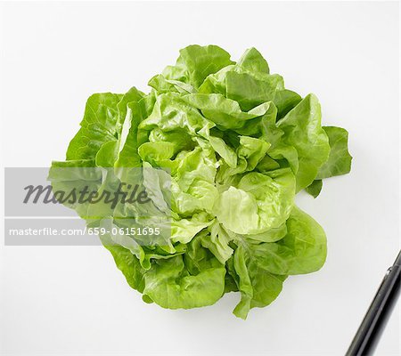 Fresh lettuce