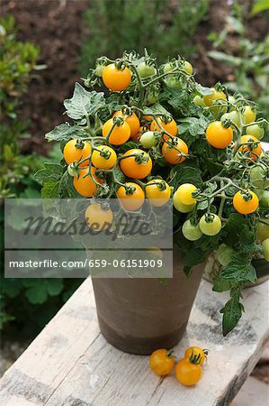 Tomates de vigne jaune dans un pot dans un jardin