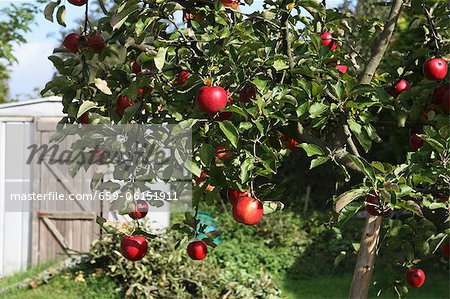 An apple tree with red apples with a summer house in the background