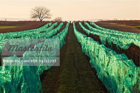 Süße Weintrauben, geschützt mit Netzgewebe in einem Weinberg in Illmitz, Burgenland
