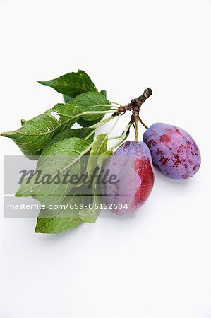 Prunes avec des feuilles et des brindilles Prunes avec des feuilles et des brindilles