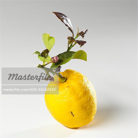 Un citron, avec des rameaux et feuilles