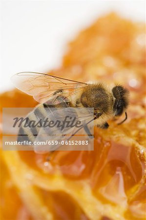 Une abeille sur un nid d'abeilles (gros plan)