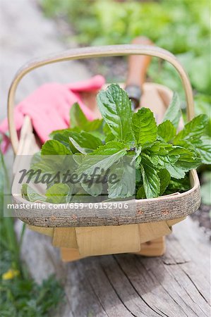 Fresh mint in a wooden basket Fresh mint in a wooden basket