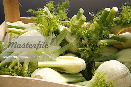 Fenouil bio au marché fermier à Bantry, Irlande