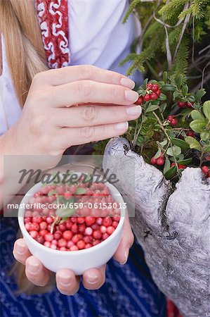 A woman picking lingonberries