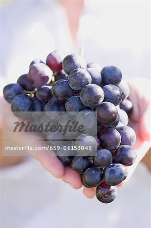 Mains tenant des raisins de vins rouges