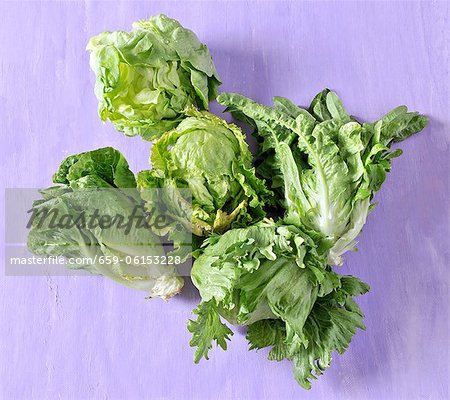 Two different lettuces Two different lettuces