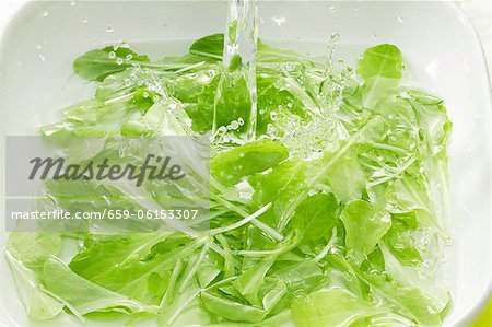 Grüner Salat im Wasser