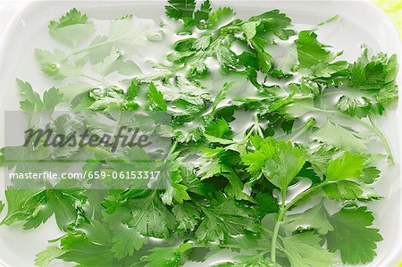 Parsley in water