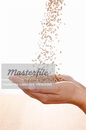 Wheat flowing into hands