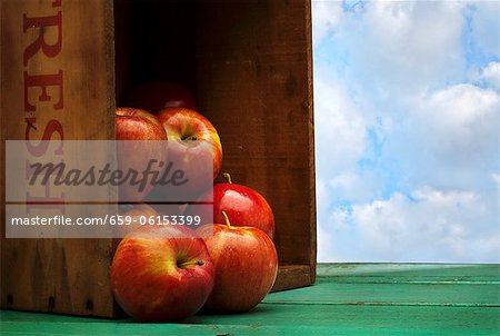 Farm Fresh Apples Spilling from a Crate Farm Fresh Apples Spilling from a Crate