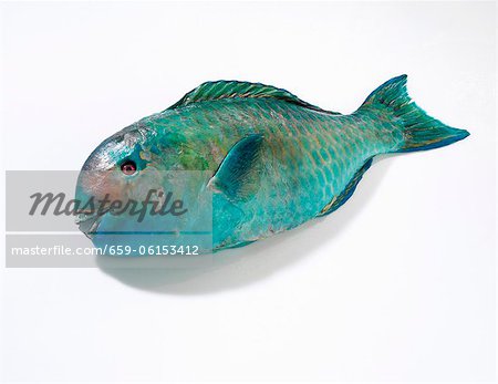 A parrot fish