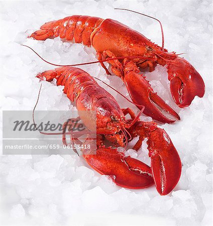 Two cooked lobsters on ice