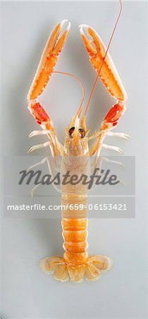 A Norway lobster viewed from above
