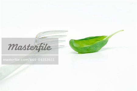 Basil leaf with a water drop on a fork