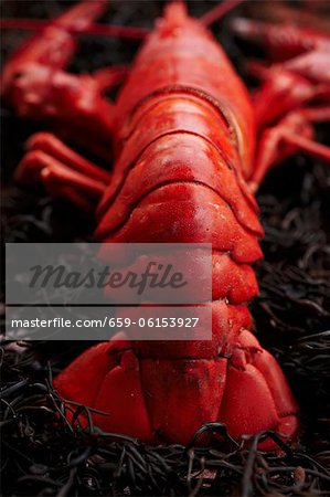 Whole Steamed Lobster on Seaweed