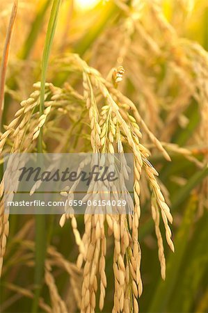 Grains de riz sur la plante dans le sud-est du Missouri