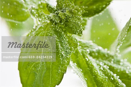 Basil leaves in water (close-up)