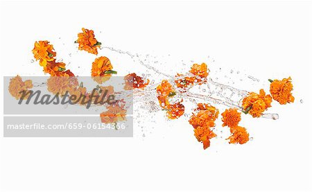 Marigolds making a splash