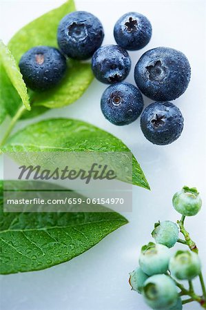 Ripe and Unripe Blueberries with Leaves