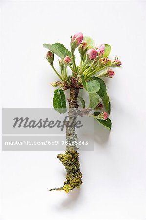 Branche avec la floraison des pommiers Branche avec la floraison des pommiers