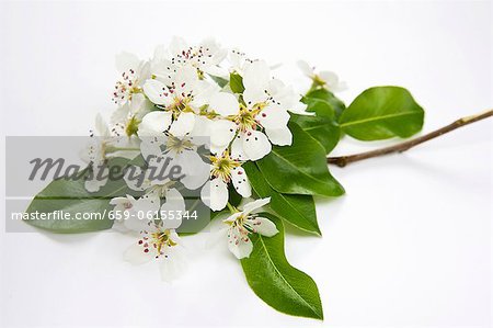 Poire de rameau avec fleurs et feuilles Poire de rameau avec fleurs et feuilles