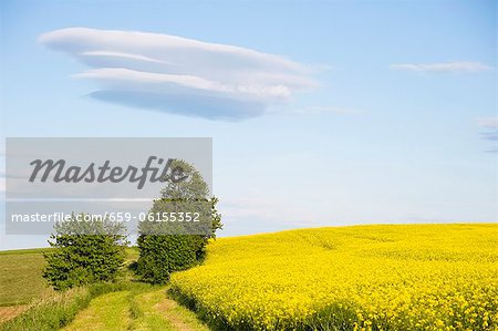 Field of flowering oilseed rape